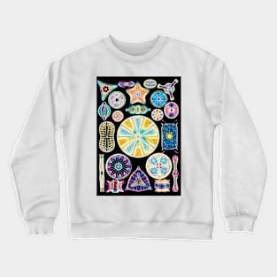 Art of Diatom algae (from Ernst Haeckel) (B305/0177) Crewneck Sweatshirt